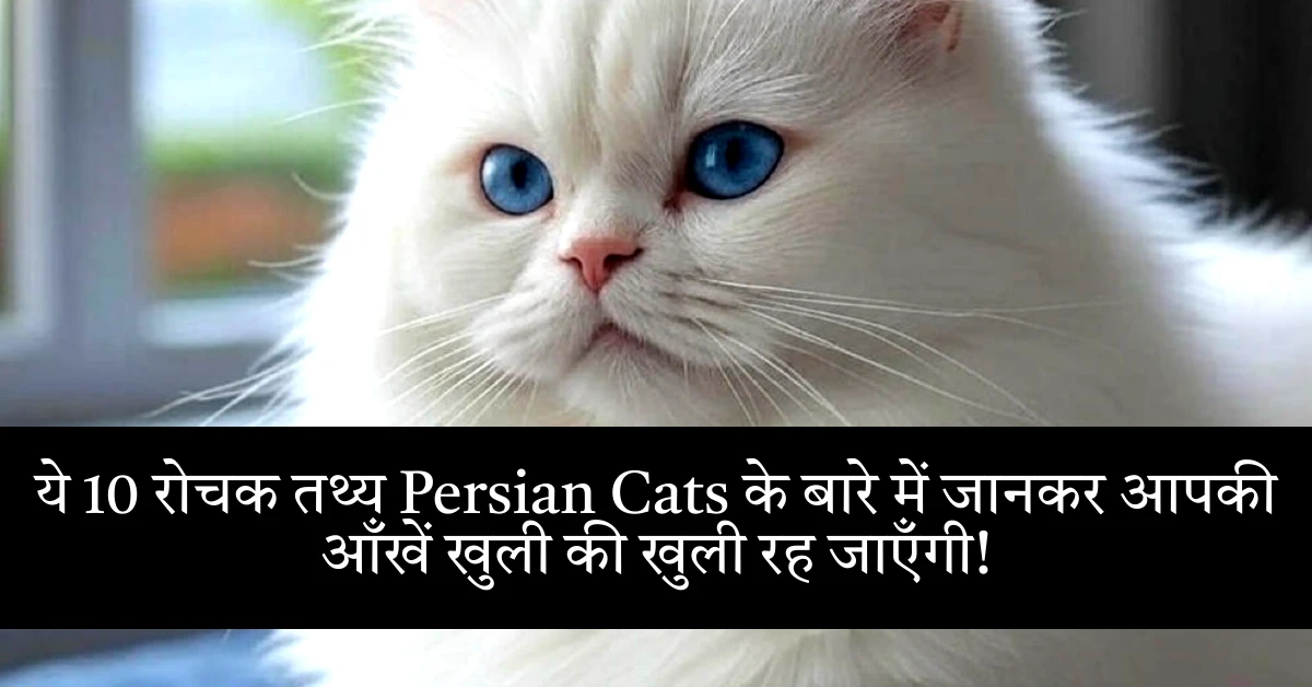 ये 10 रोचक तथ्य Persian Cats के बारे में जानकर आपकी आँखें खुली की खुली रह जाएँगी!