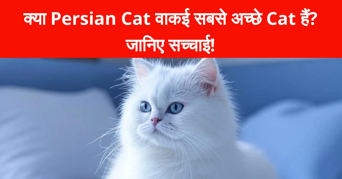 क्या Persian Cat वाकई सबसे अच्छे पालतू Cat हैं? जानिए सच्चाई!