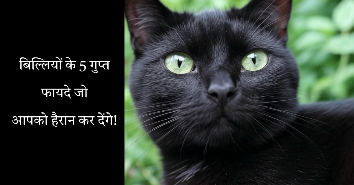 5 Secret Benefits of Cats